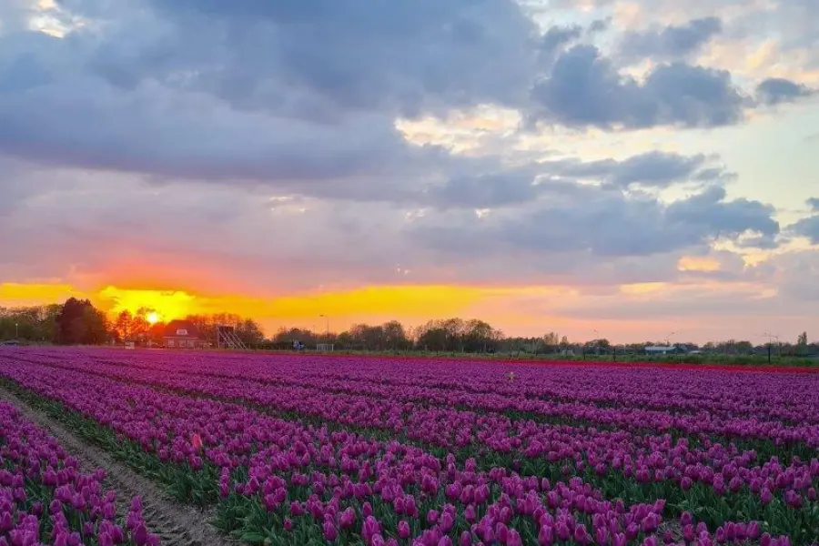 Tulpenvelden in Limmen Noord Holland